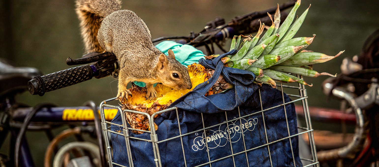 squirrel eating pineapple