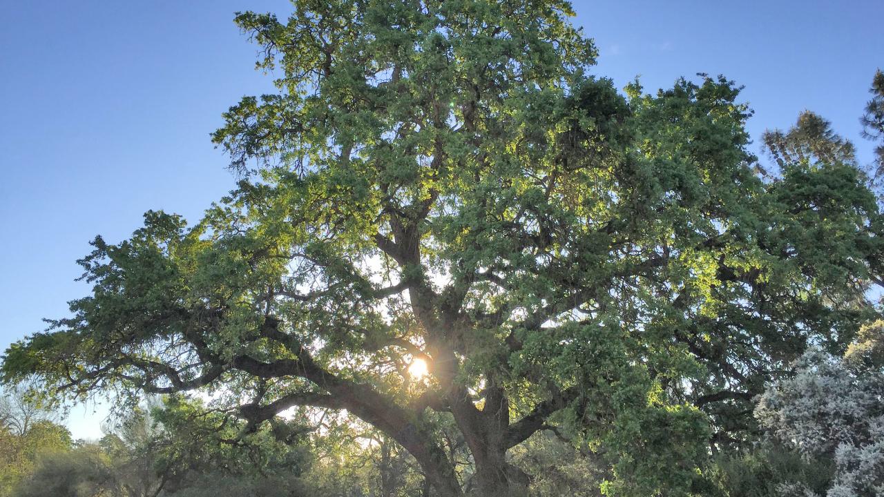 Image of valley oak in the UC Davis Arboretum.