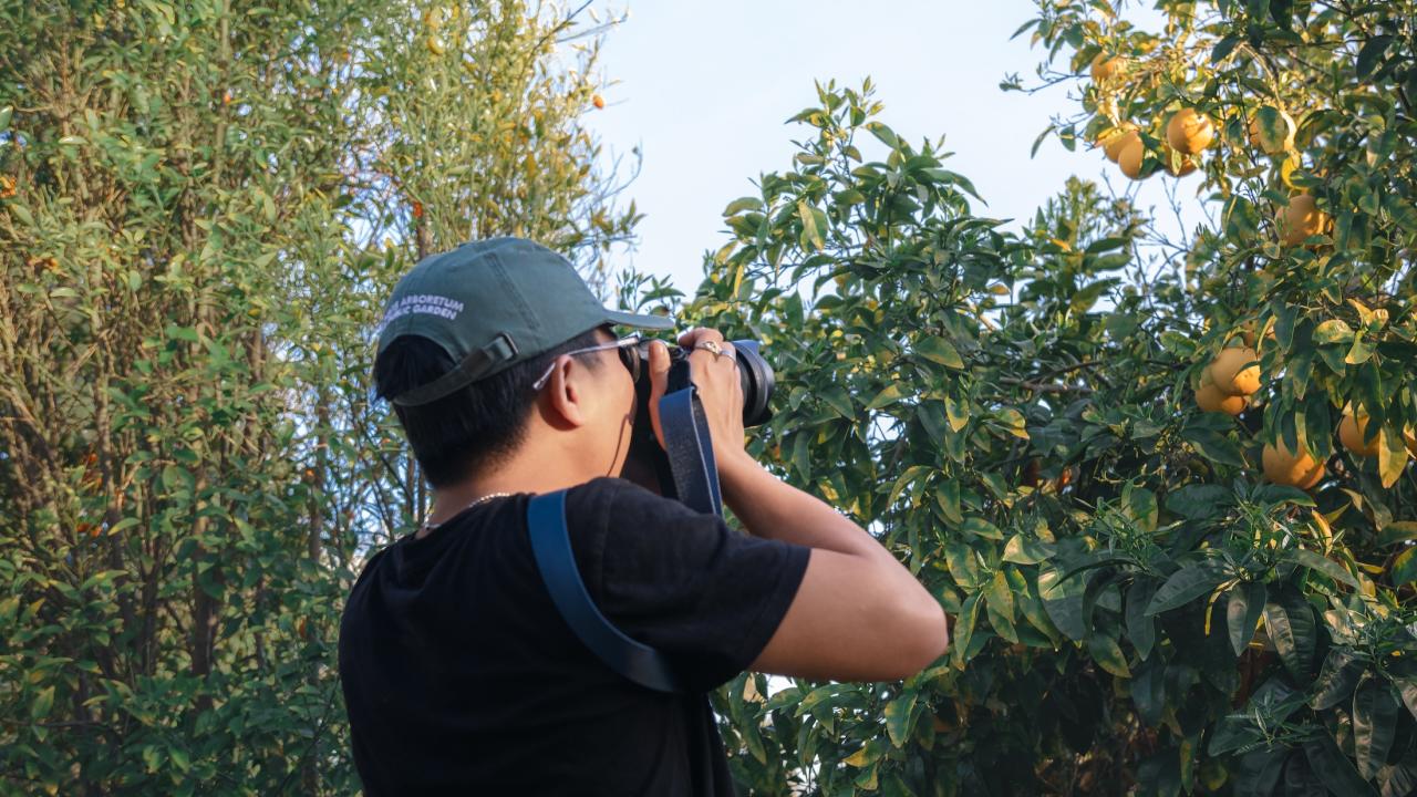 Person wearing an Arboretum and Public Garden cap photographing a fruit tree