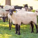 Image of a herd of UC Davis sheepmowers with one that is looking at the camera.