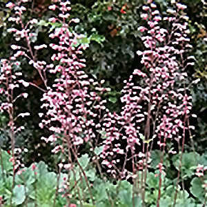 rosada coral bells