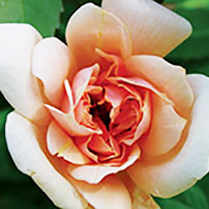 golden pearl polyantha rose