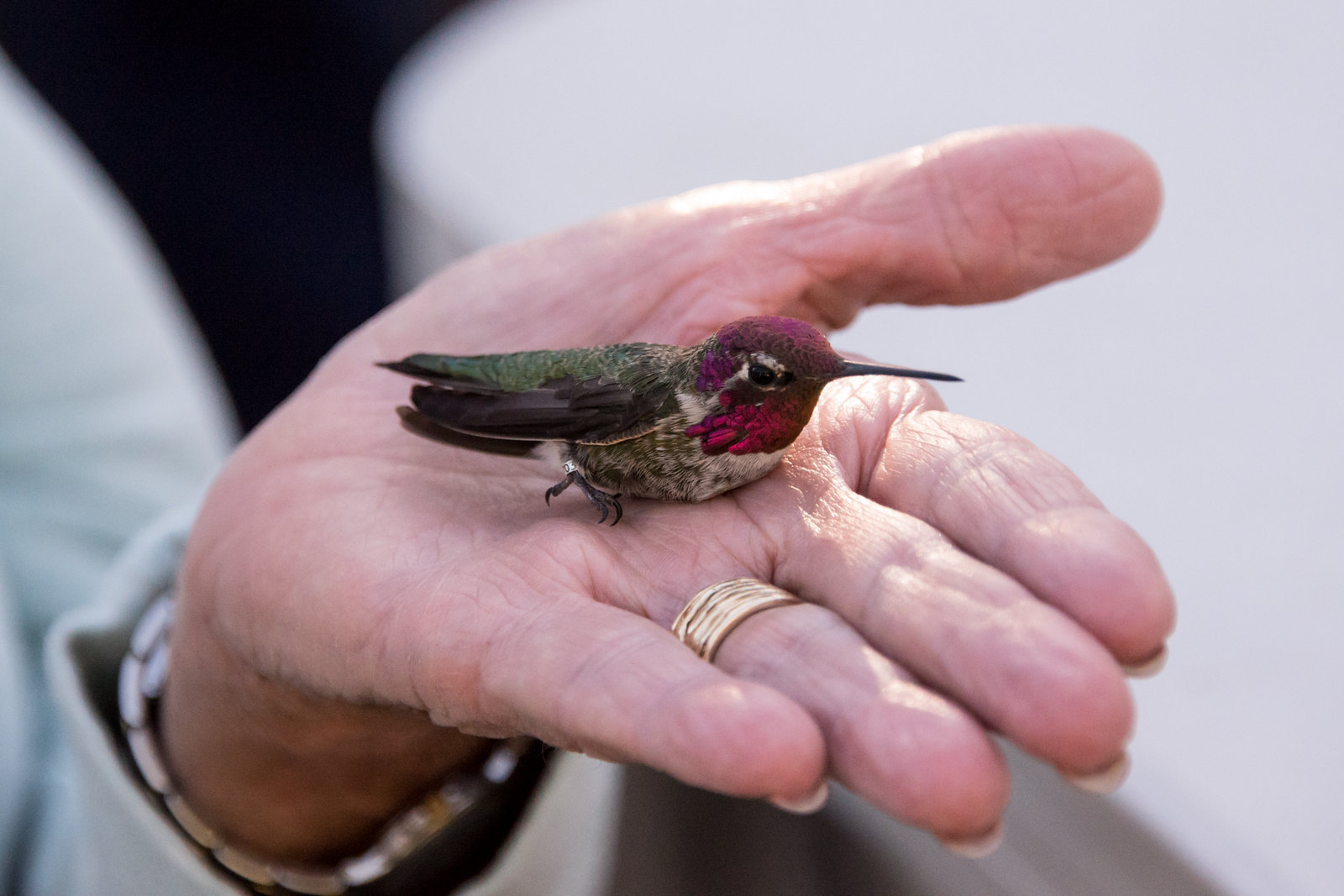 Image of hummingbird in the hand of Lois Crowe.