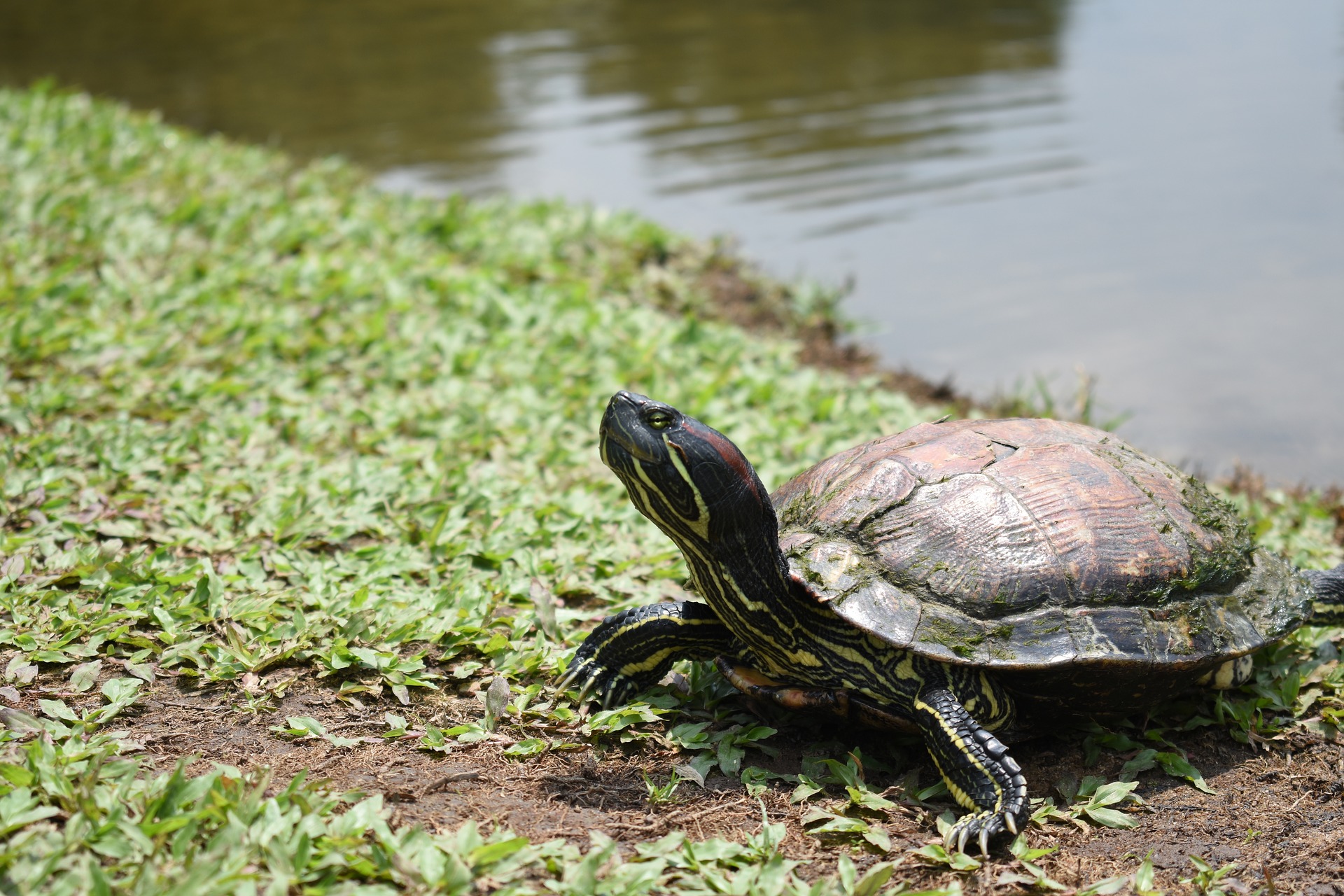 Red-eared slider turtle