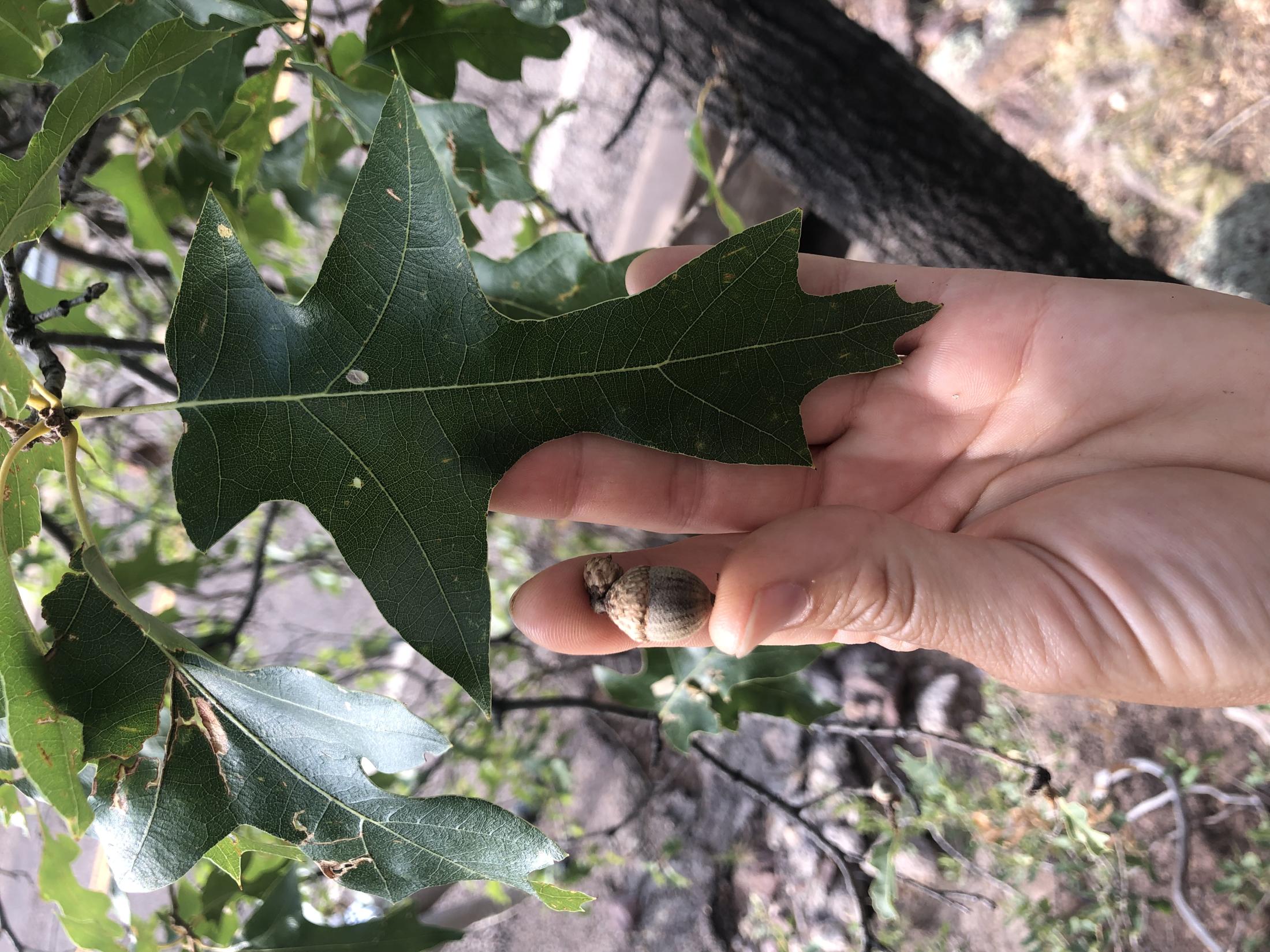 Photo of Quercus marilandica var. ashei.