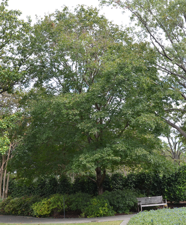 Photo of Bigtooth maple.