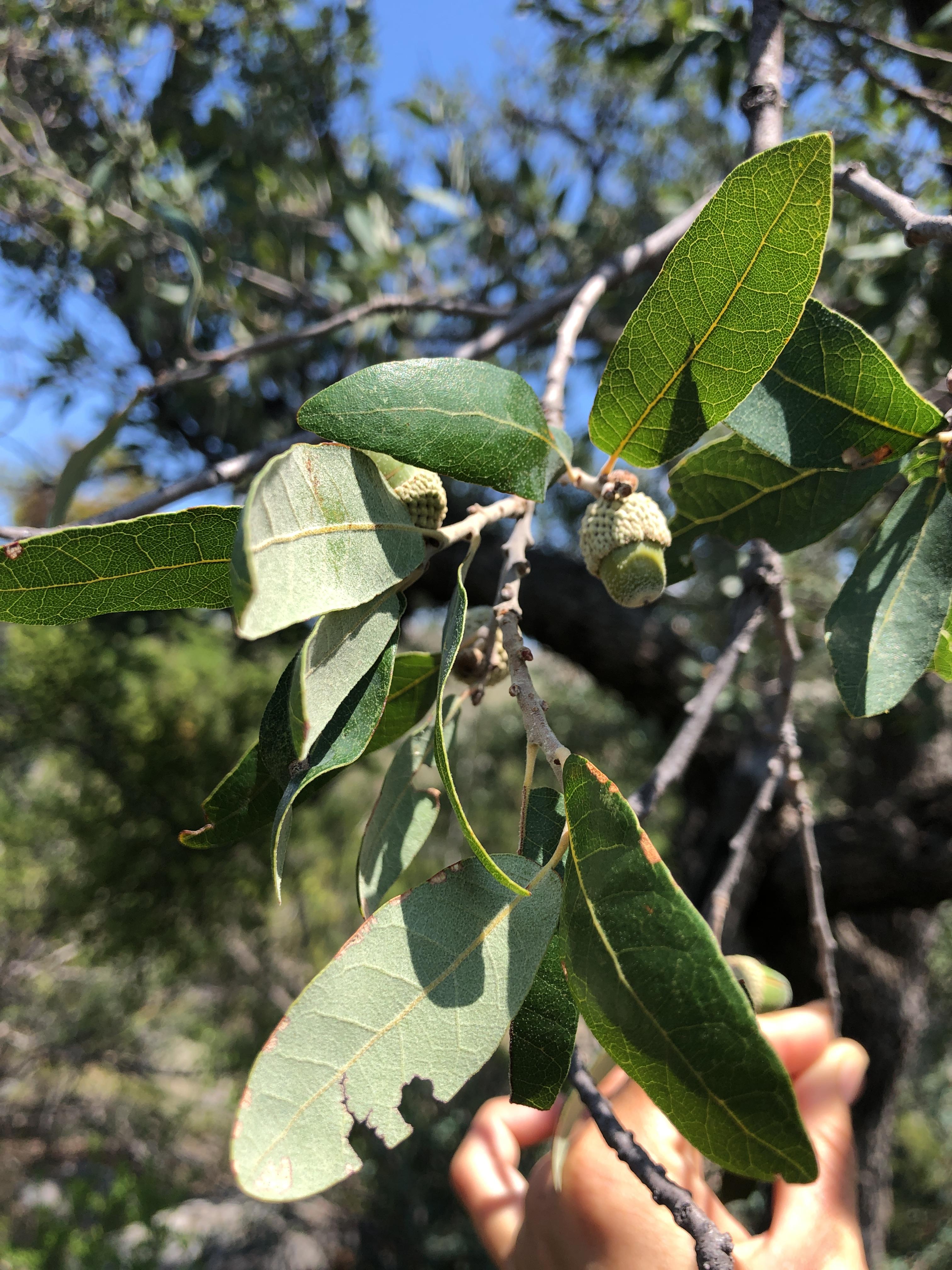 Photo of Quercus mohriana.
