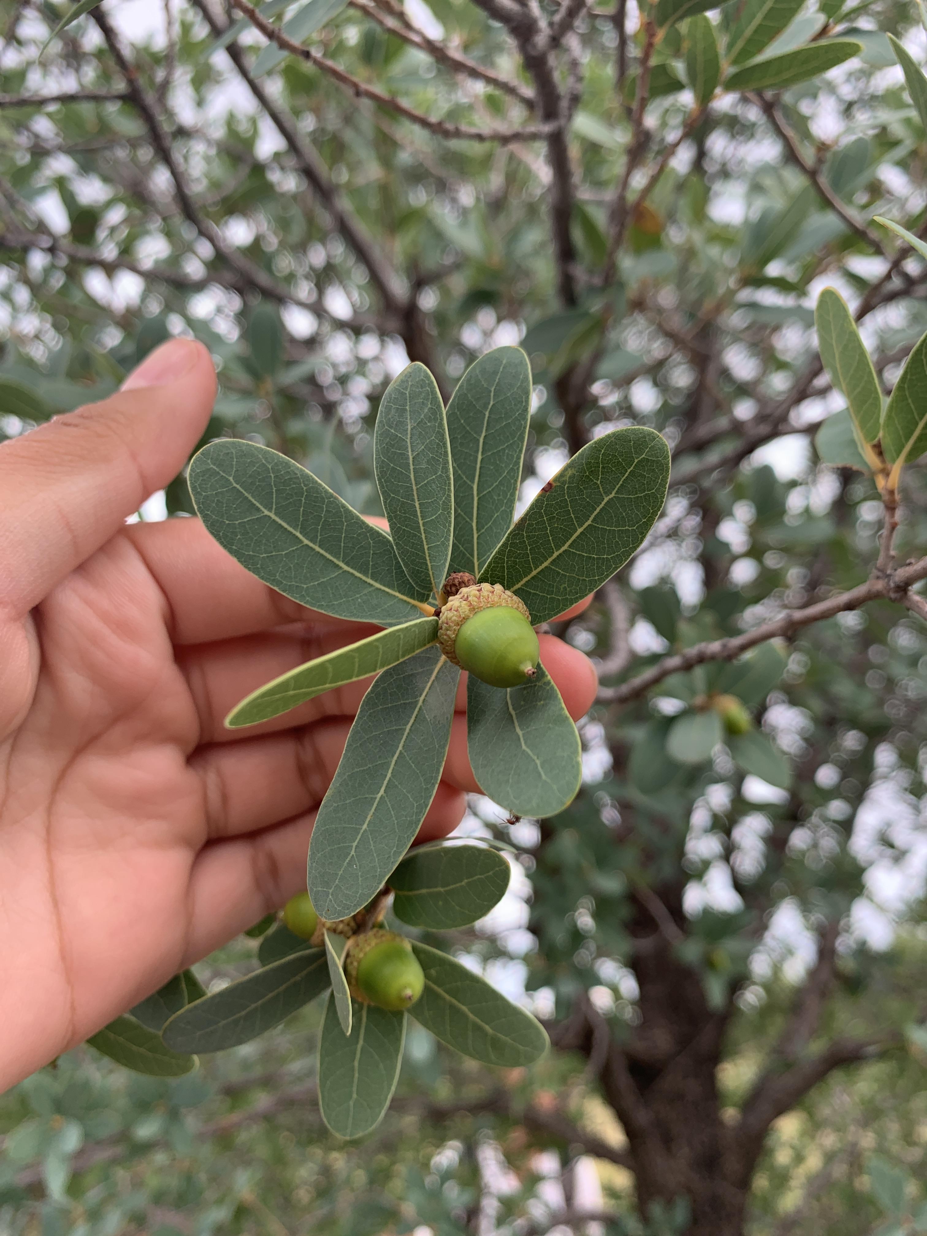 Photo of Quercus oblongifolia.