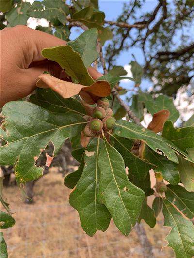 Photo of Quercus stellata.