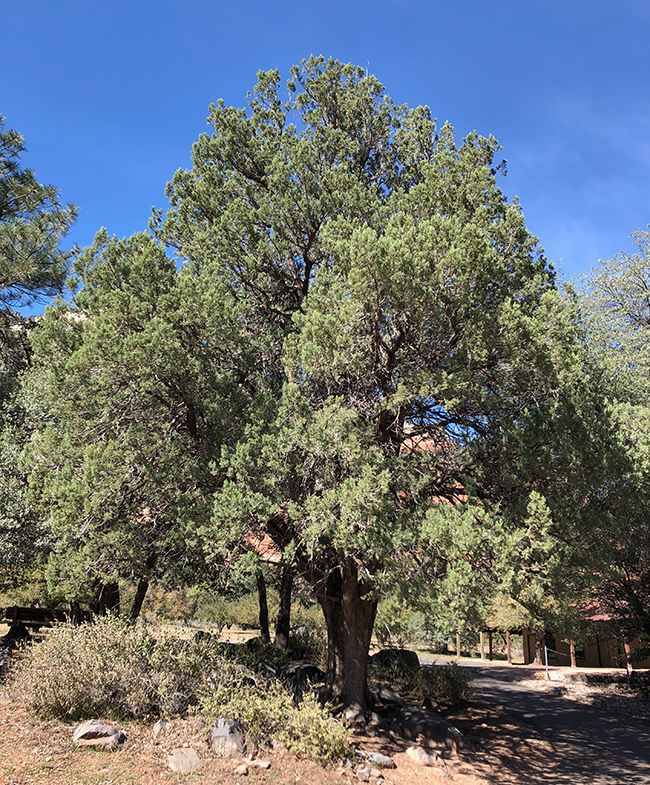 Photo of Juniperus deppeana.