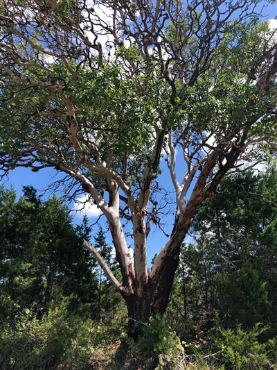 Photo of a Texas Madrone tree.