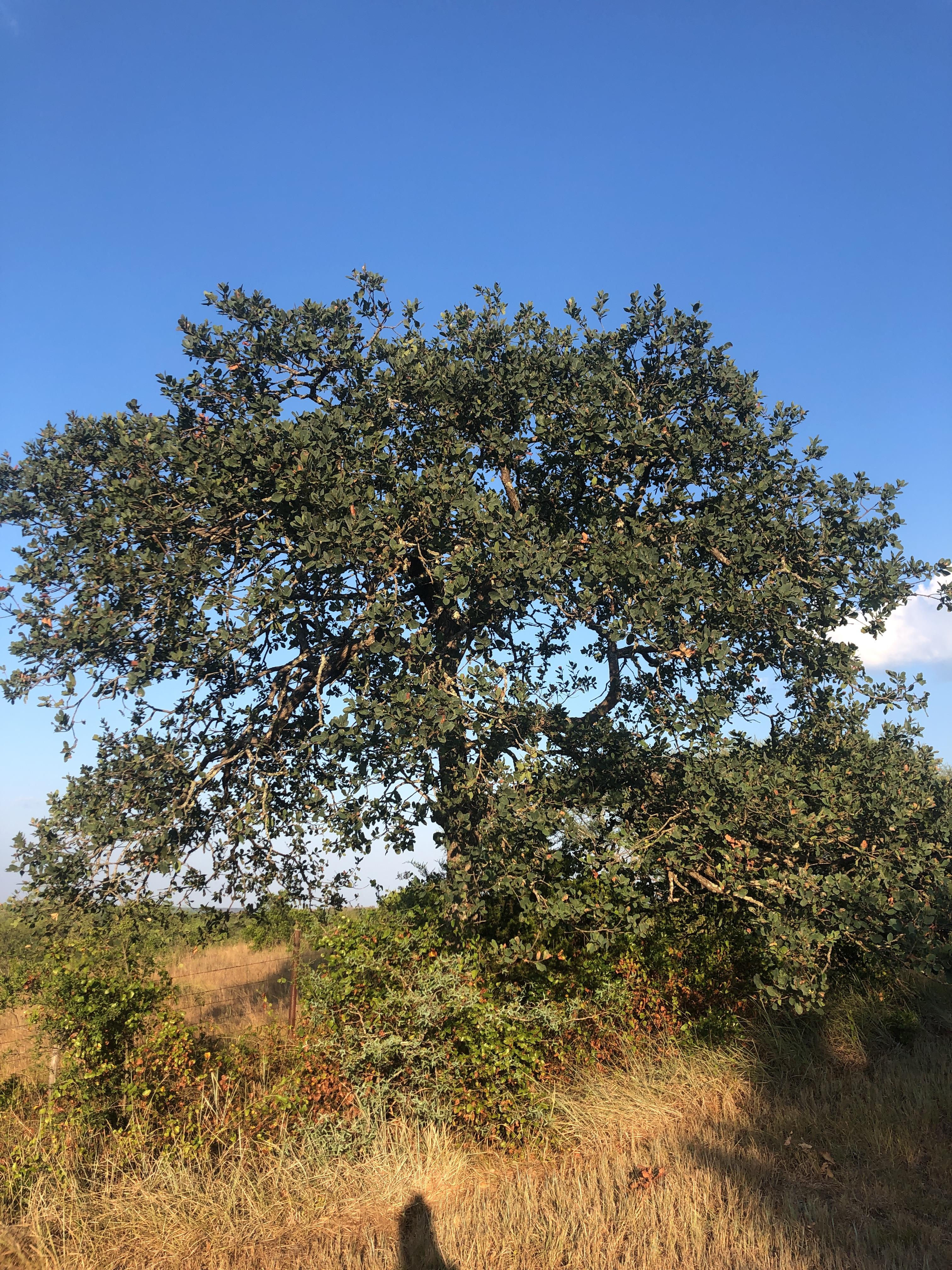 Photo of Quercus laceyi.