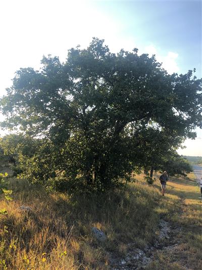 Photo of Quercus marilandica var. ashei.