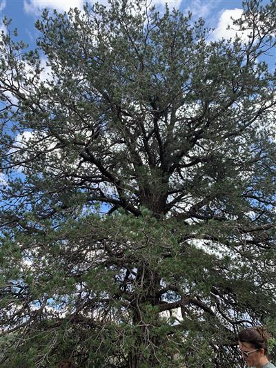 Photo of Pinus cembroides.