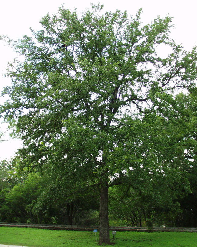 Photo of Ulmus crassifolia.