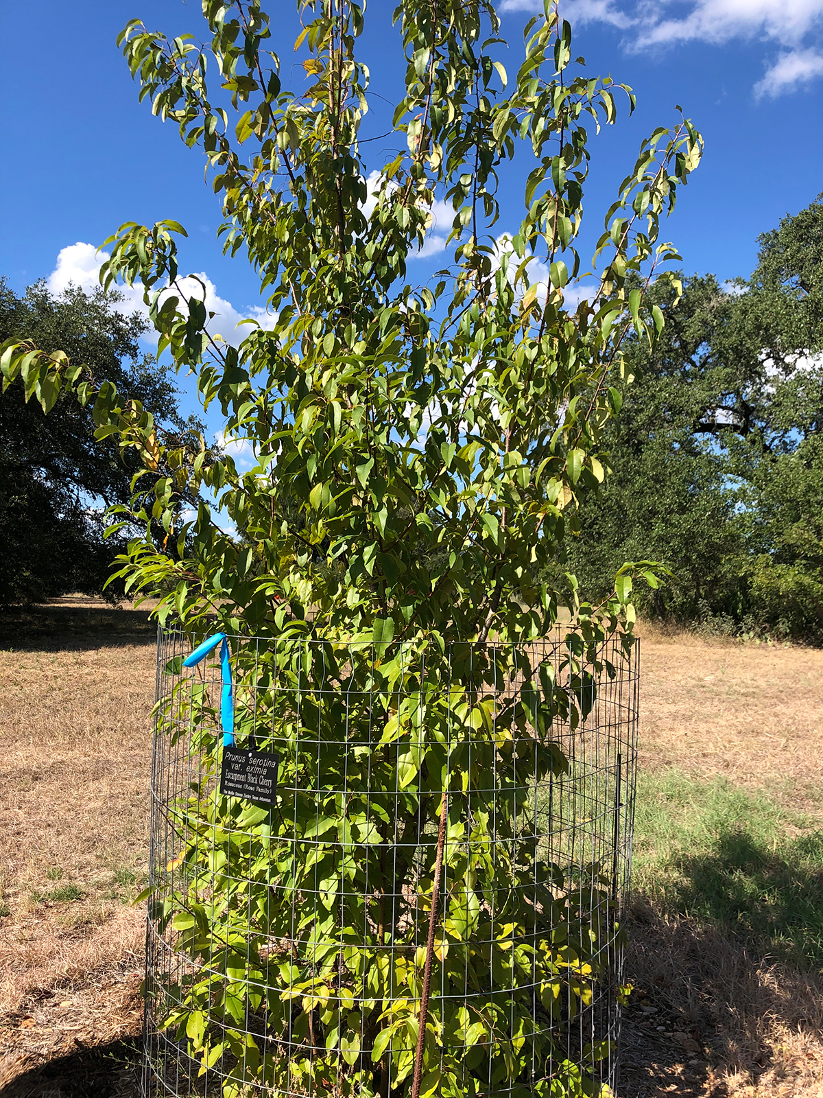 Photo of Prunus serotina var. eximia.