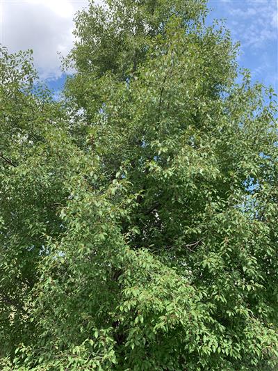 Photo of Prunus serotina var. virens.