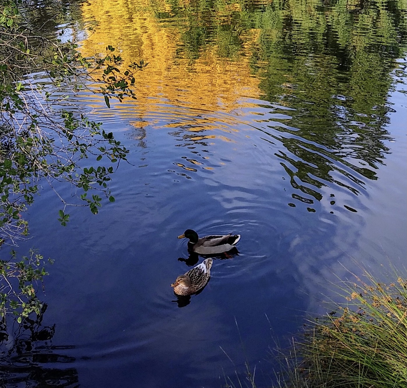 Ducks in Lake Spafford