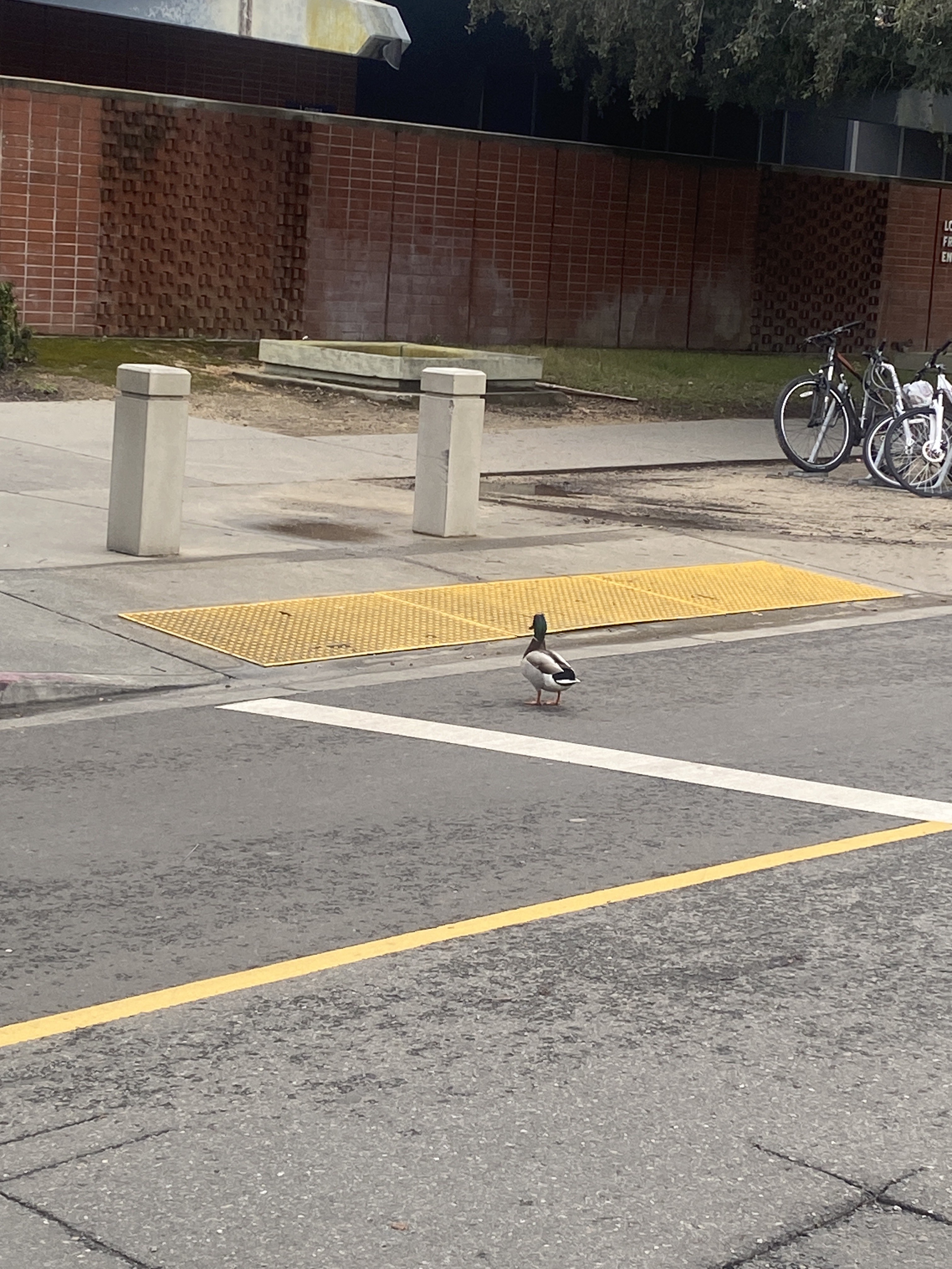 Duck wandering around campus