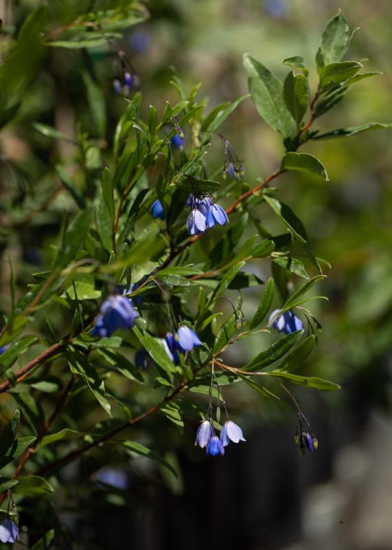 Australian bluebell creeper.