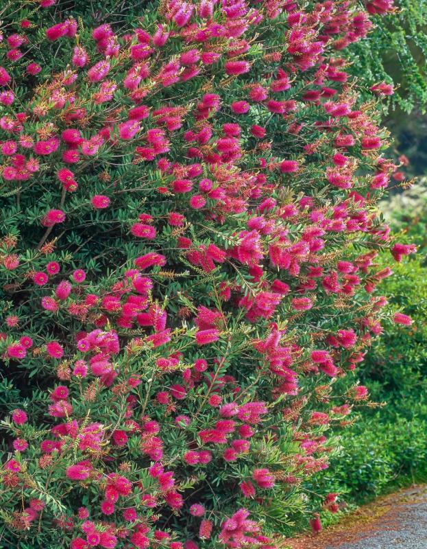 violet flowered bottlebrush