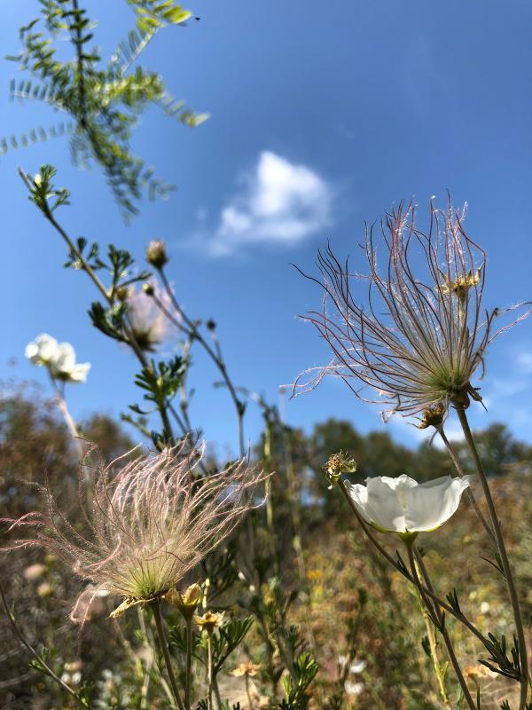 Apache plume