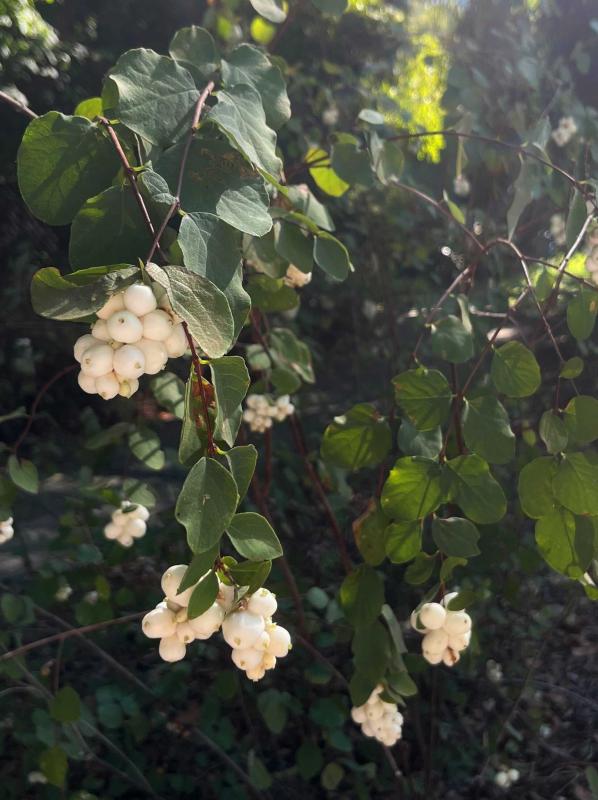 Symphoricarpos albus var. laevigatus