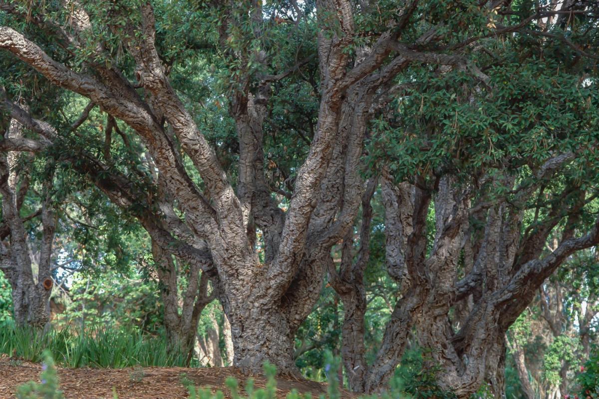 cork oak