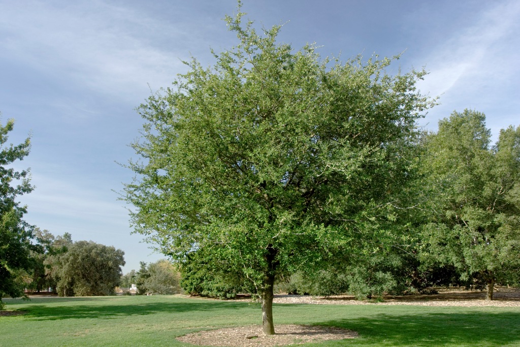 Texas live oak.