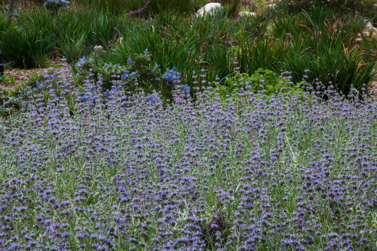 Bee's Bliss sage.