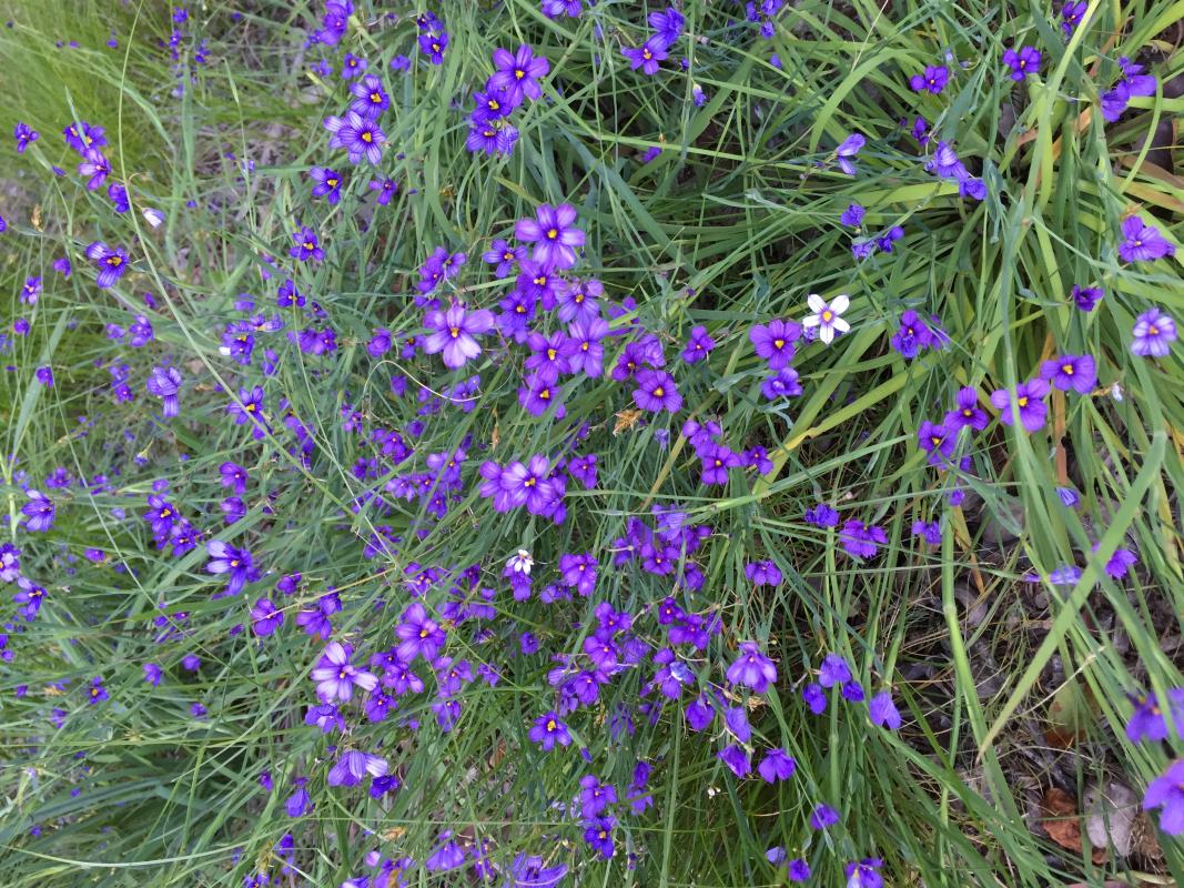 blue-eyed grass.