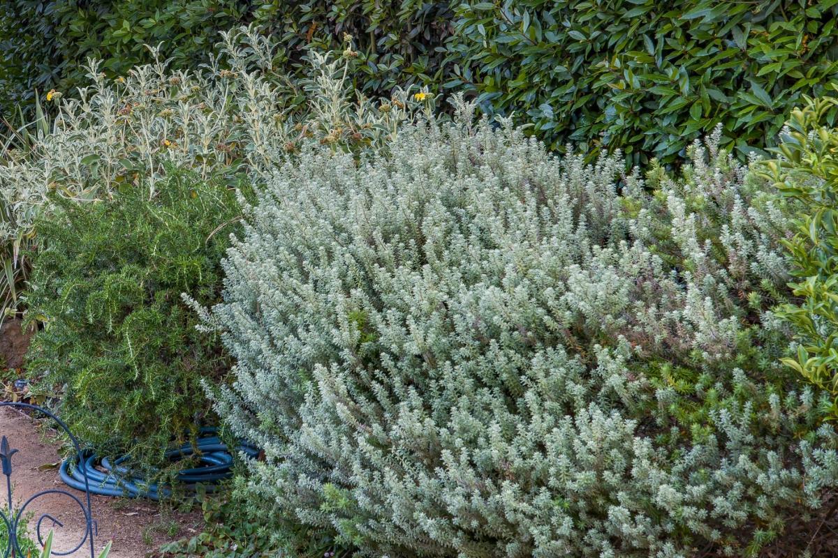 Australian rosemary.