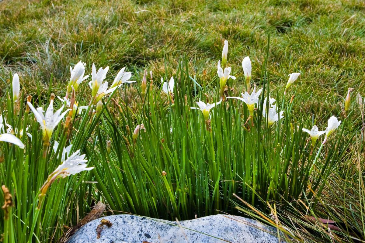 Argentine rain lily.
