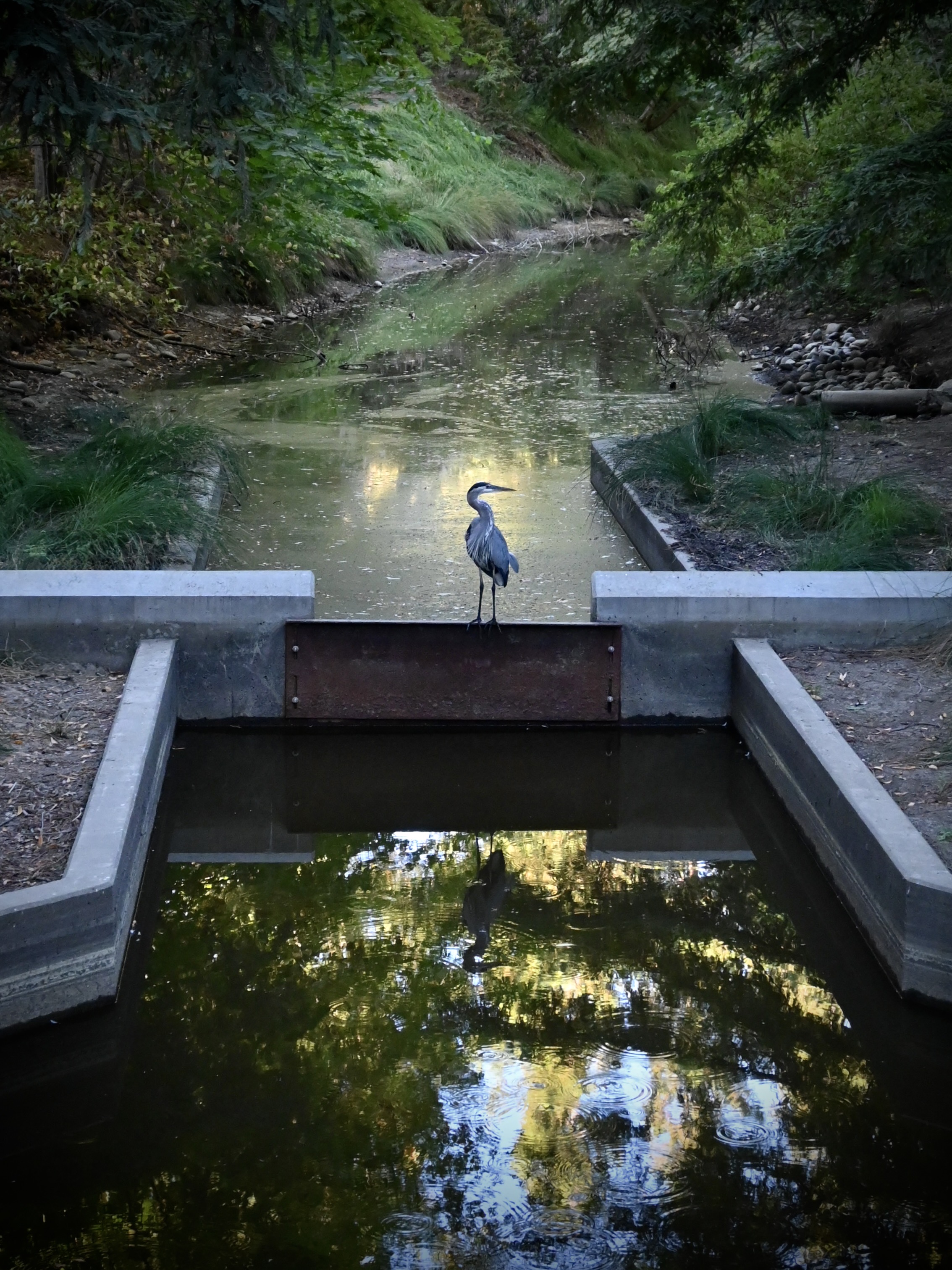 Heron standing on a concrete weir across a shaded stream, trees reflected in the water