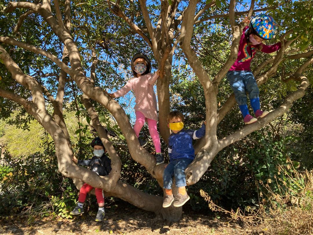 Five children wearing masks climbing a sprawling low tree in sunlight
