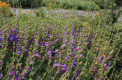 Penstemon ‘Margarita BOP’, foothill penstemon