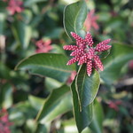 Image of California native plant, sugar bush (Rhus ovata).
