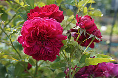 Ausdecorum rose