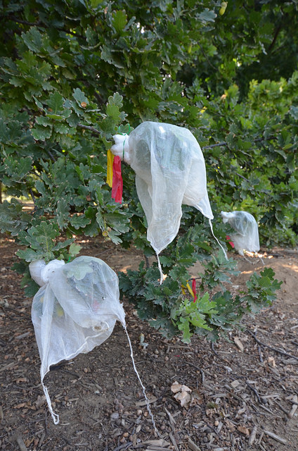 White organza bags