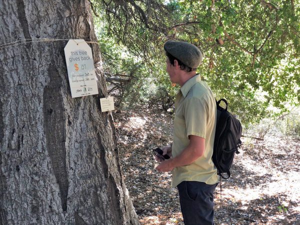 Tree tag and passerby