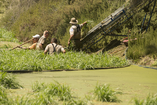 Aquatic weed clean up