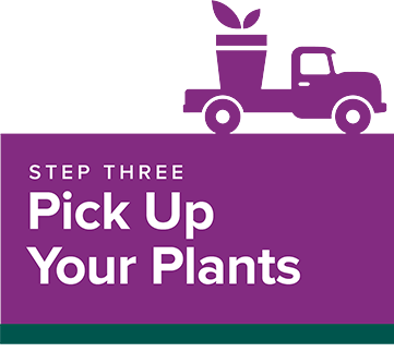 Step 3: Pick up your plants