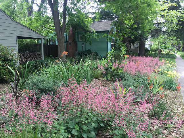 Parker's new front lawn featuring drought tolerant plants.