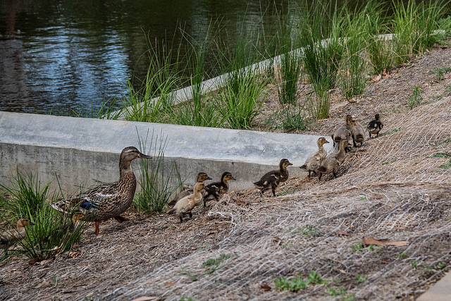 Female mallard with ducklings