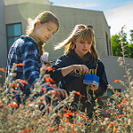 Image of two students conducting pollinator research on California fuchsias.