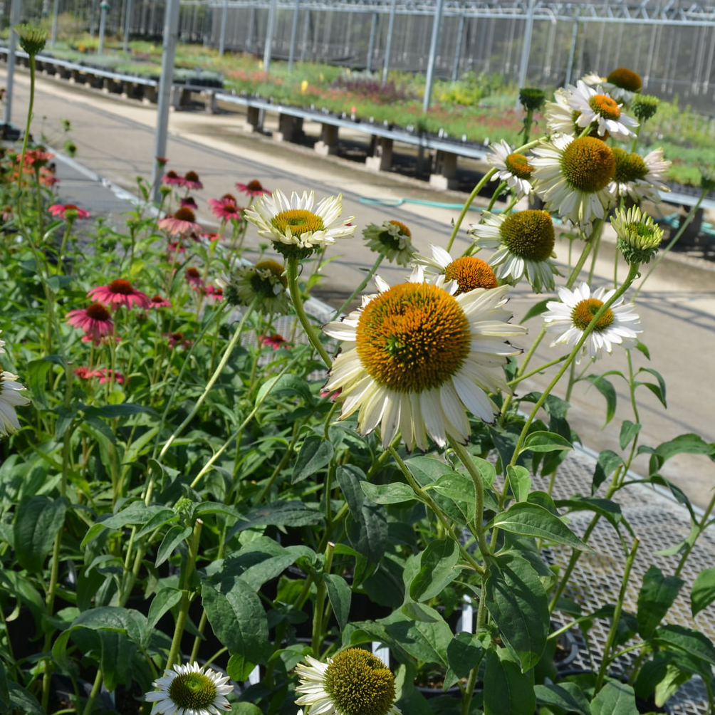 Image of flowers in the UC Davis Arboretum Teaching Nursery.