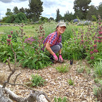 Image of student planting pollinator friendly plants in a native plant meadow.