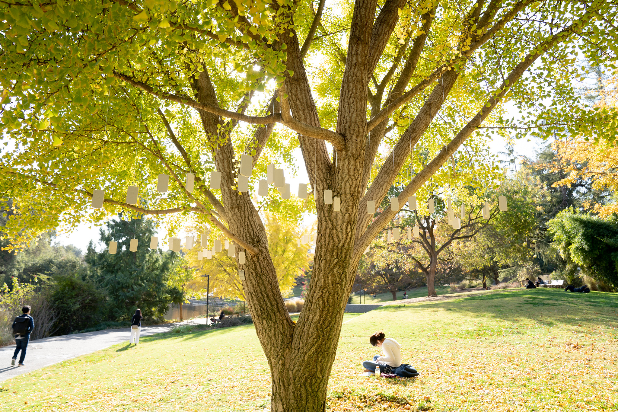 Image of student studying underneath a gingko tree and site of a sculpture installation entitled Addiction, 2019.