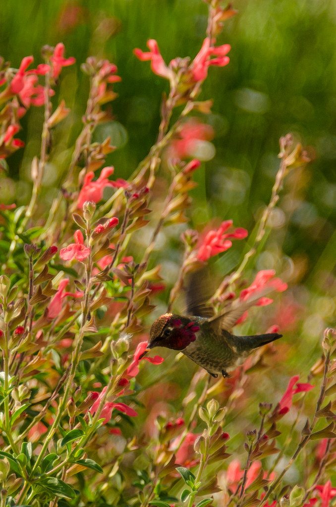 Anna’s hummingbird drinking nectar from Salvia in the Teaching Nursery demonstration gardens. (Photo by Susie Nishio.)