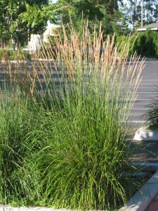 Calamagrostis x acutiflora Karl Foerster